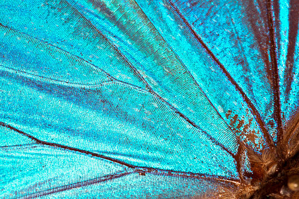 Butterfly wing background  extreme close up stock pictures, royalty-free photos & images