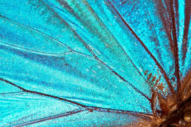 Photo of Butterfly wing background