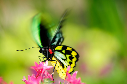 Hypolimnas misippus, the Danaid eggfly, mimic, or diadem, on the plant with wings wide open