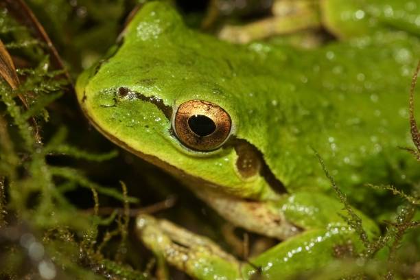 крупный план милой зеленой тихоокеанской древесной лягушки pseudacris regilla, сидящей на мху на севере орегона - herpetology close up california tree стоковые фото и изображения