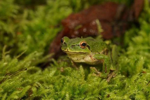 istock Closeup on a cute green, Pacific treefrog, Pseudacris regilla, sitting on moss in north Oregon 1550761660
