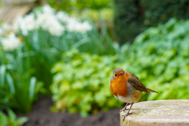 istock A European robin bird on a wooden bench 1550762740