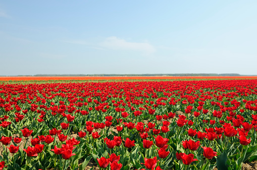 Bright red tulips in a field in Flevoland, The Netherlands.