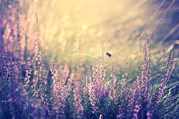 Bumblebee flies through the heather (Erica /Ericaceae) in the setting sunlight.,\n[url=file_closeup.php?id=17655342][img]file_thumbview_approve.php?size=1&id=17655342[/img][/url] [url=file_closeup.php?id=17666961][img]file_thumbview_approve.php?size=1&id=17666961[/img][/url] [url=file_closeup.php?id=17724217][img]file_thumbview_approve.php?size=1&id=17724217[/img][/url]