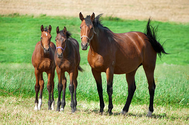 istock Horses looking interested to the photographer 155076885