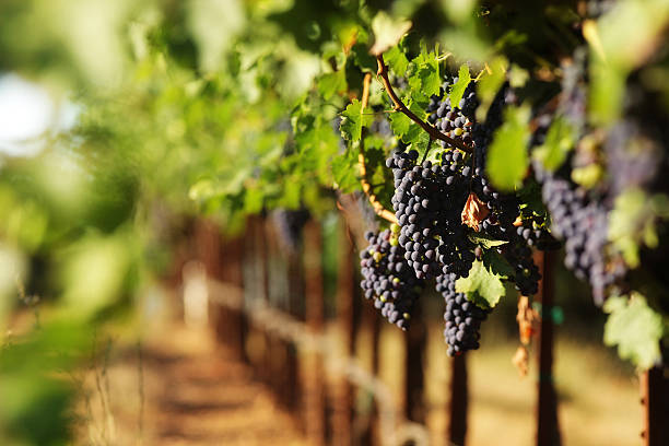 Red wine grapes in vineyard with selective focus stock photo