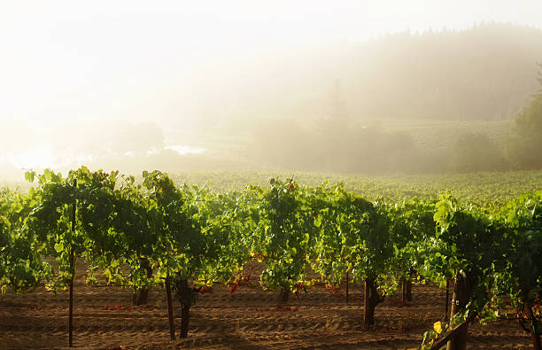 Misty Vineyard Sunrise stock photo