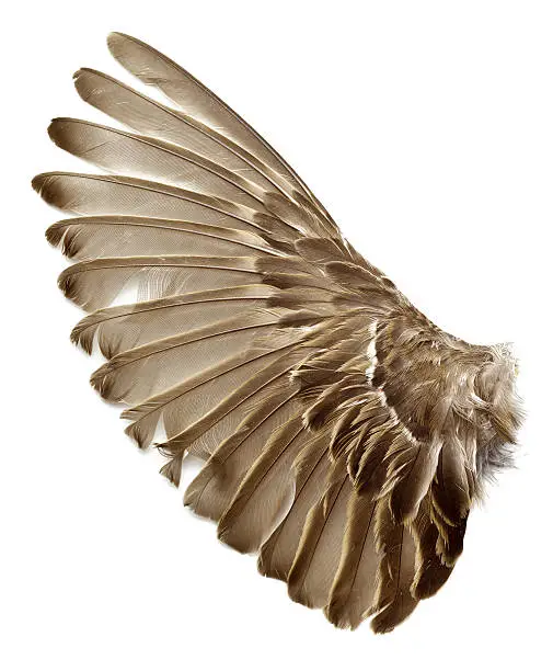 Photo of left wing of a sparrow bird