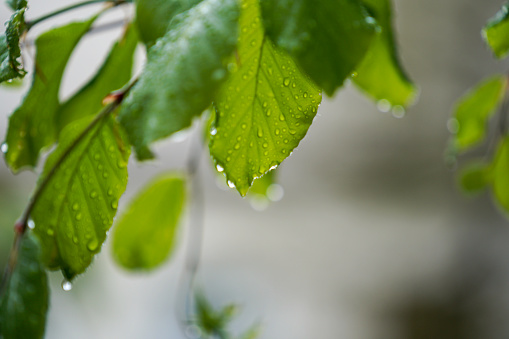 Raindrops on the leaves of a tree in early spring