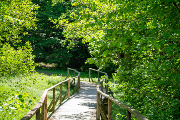 istock bridge in the forest that leads over a small stream photographed 1550776613