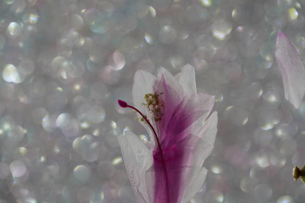 Christmas cactus schlumbergera in pink blossom in full bloom