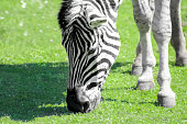 Zebra close up view eating grass