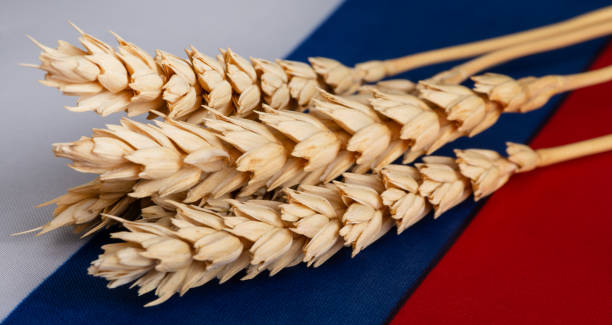 istock Ripe wheat ears lying on the Russian flag 1550778269