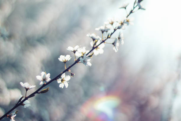 istock White Blossoms on Branch with Blurred Background 1550778568