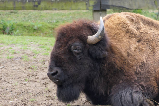 istock An american bison lying on the ground 1550784306