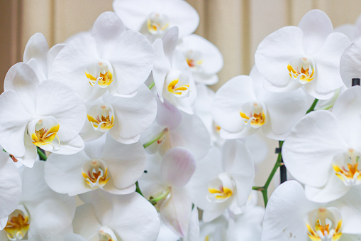 White orchid (Phalaenopsis - Moth Orchid) in an orchid garden. Selective focus.