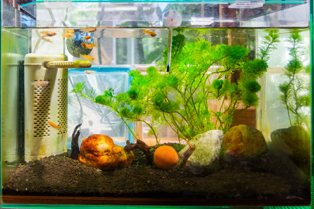 istock Japanese killifish and aquarium. 1550792139