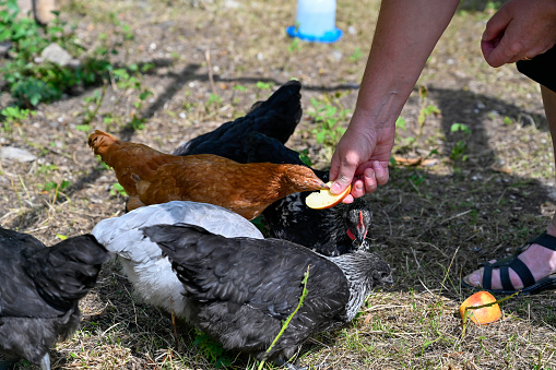 Woman handfeeding apple to chickens in garden Kumla Sweden july 9 2023