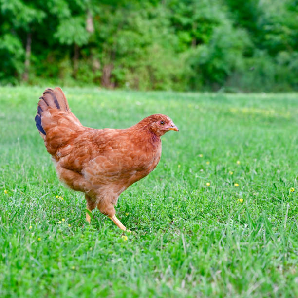 istock Light brown chicken out walking on lawn 1550792248