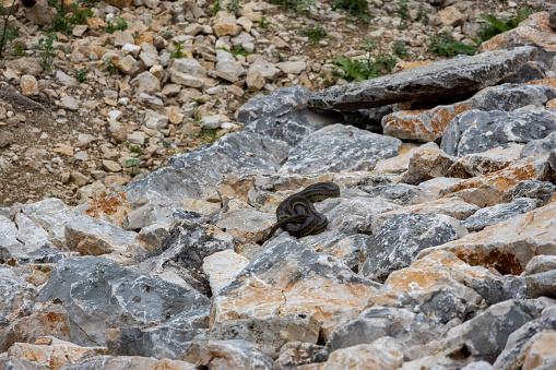 A small lizard hiding on a rock