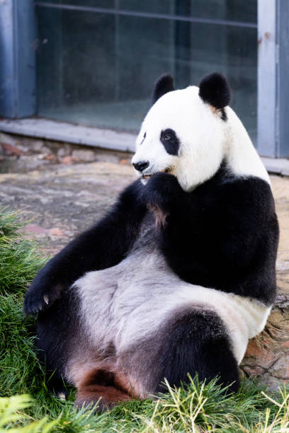 istock Giant Panda in Australia 1550798784