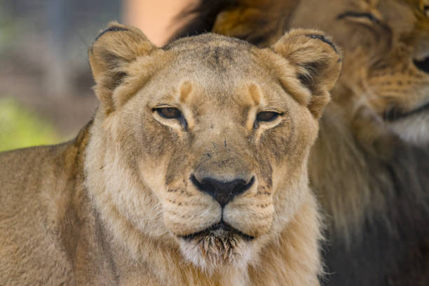 istock African Lion in Captivity in Australia 1550799303
