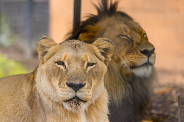 istock African Lion in Captivity in Australia 1550799304