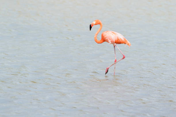 istock American or Caribbean flamingo (Phoenicopterus ruber) 1550808434