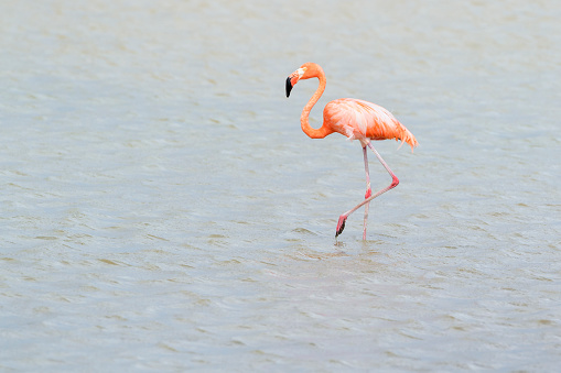 American or Caribbean flamingo (Phoenicopterus ruber) walking in water, lake Goto, Bonaire, Dutch Caribbean.
