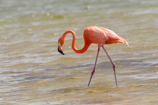 American or Caribbean flamingo (Phoenicopterus ruber) foraging in water, Bonaire, Dutch Caribbean.