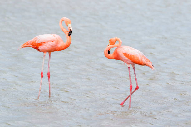 istock American or Caribbean flamingo (Phoenicopterus ruber) 1550808462