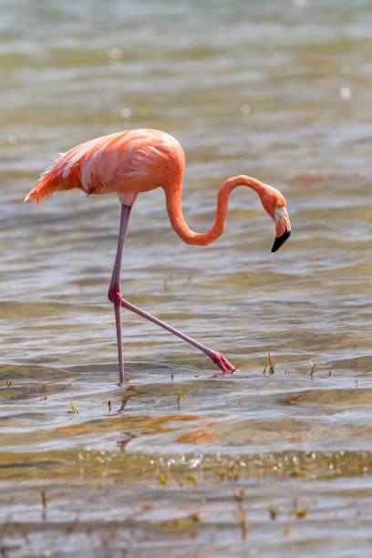 istock American or Caribbean flamingo (Phoenicopterus ruber) 1550808979