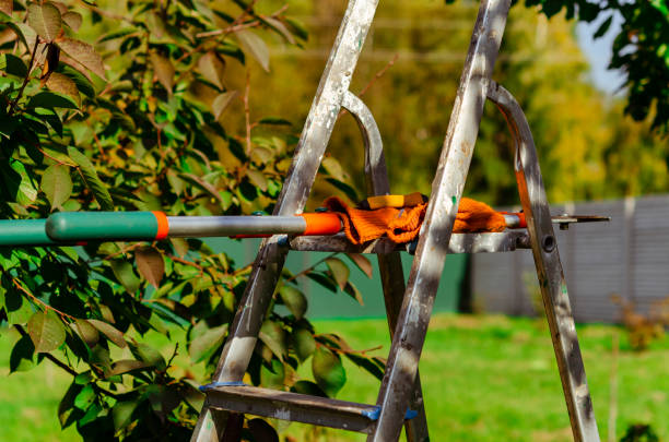istock gardening secateurs for cutting branches on white background 1550812199