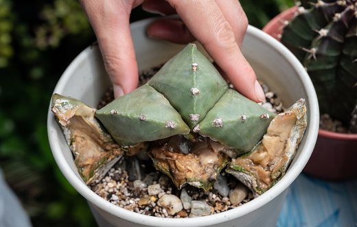 Cactus rot is one of the main causes of cactus death from fungal and bacterial diseases attack or over-water them.