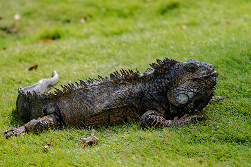 Close-up photo of a large iguana in a park in Ecuador