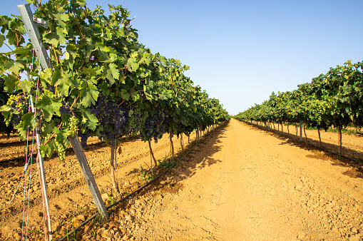 Image of a trellised vineyard laden with green and red grapes, with a zoom-out perspective.