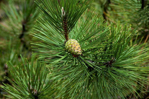 istock Pine tree branch with new pine cone in  summer 1550820546