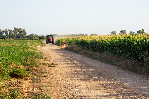 Red tractor driving on a road next to a field of corn cultivation.