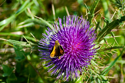 Wild thistle in the countryside.