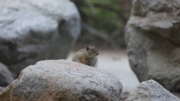 istock Ground squirrel on a rock surveying the surroundings. 1550821120