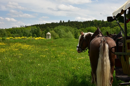A brown horse standing in a lush green rural field