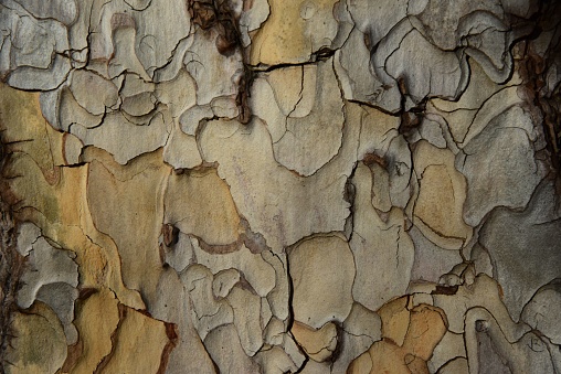 A close-up of a an old tree trunk surface