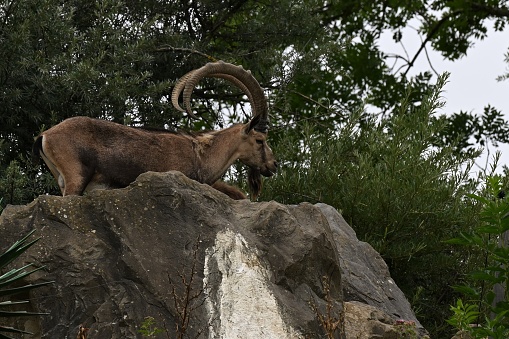 A mountain goat with distinct curved horns atop a rocky outcrop surrounded by trees