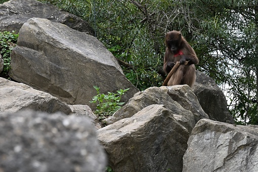 A close-up shot of a monkey perched atop a large rocky outcrop