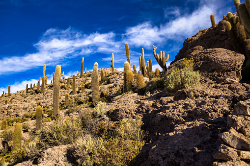 Landscape photo of wild nature mountains of Bolivia with cacti vegetation, sunny summer day. Scenic view of bolivian natural wilderness. Global ecology concept. Copy ad text space, nature backgrounds