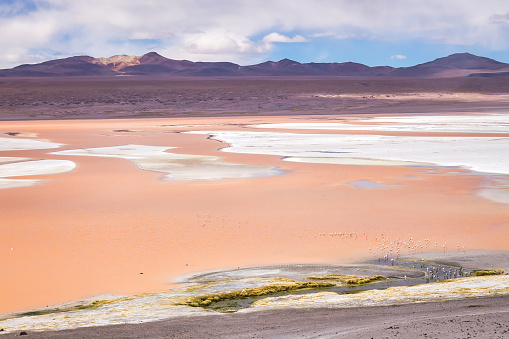 Landscape photo of Laguna Colorada red lake with dry vegetation and geysers at Andes mountains. Scenery view of Bolivia in natural wilderness. Bolivian nature landmarks concept. Copy ad text space