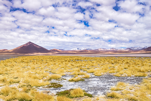 Landscape photo of Laguna Colorada lake with dry vegetation at Andes mountains background. Scenery view of Bolivia in natural wilderness. Bolivian nature landmarks concept. Copy ad text space, poster