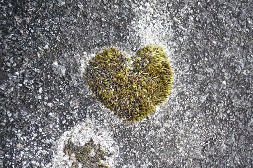 Green moss with a heart-shaped shape. Up at the rocks deep in the forest