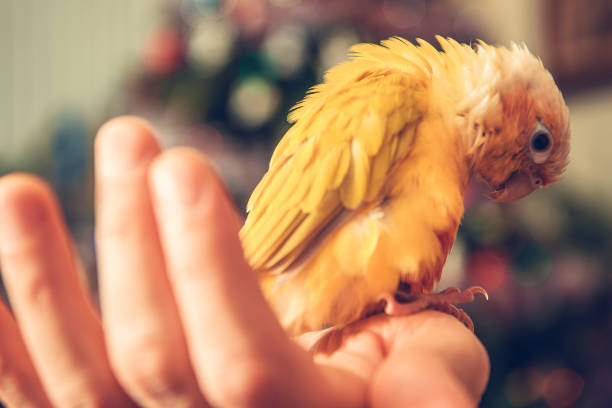 istock Yellow Parrot on a Hand of His Owner 1550842572