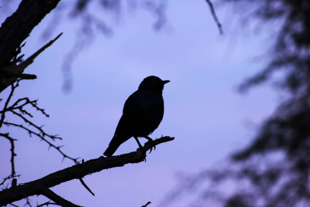 istock Songbird silhouette 1550876081